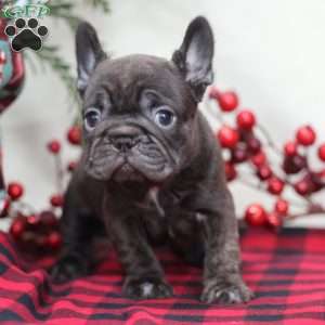Cocoa, French Bulldog Puppy